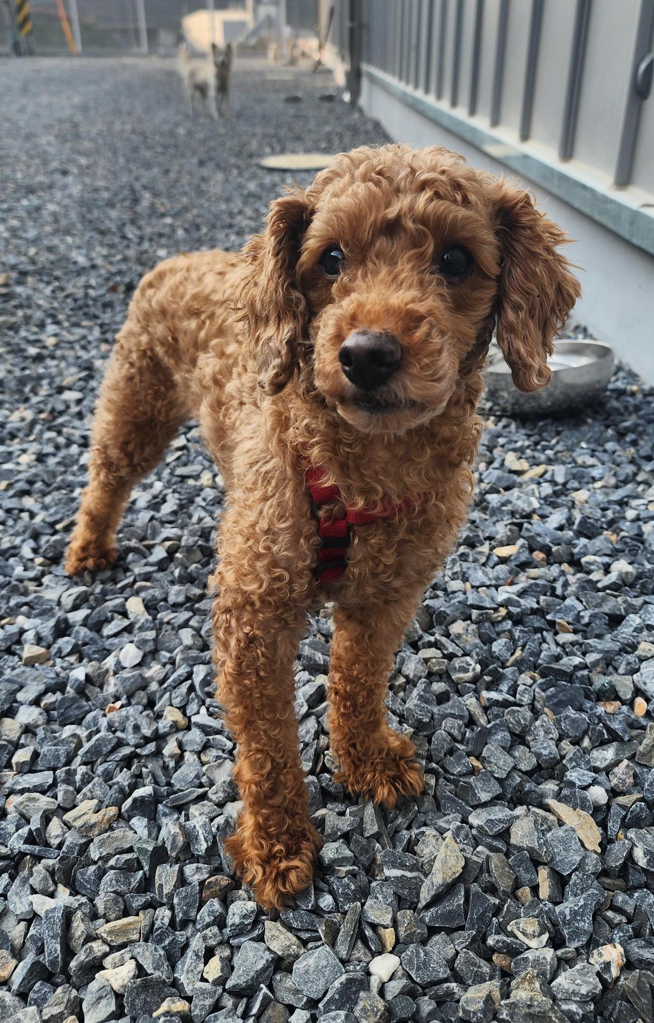 단양군동물보호센터_443448202500051